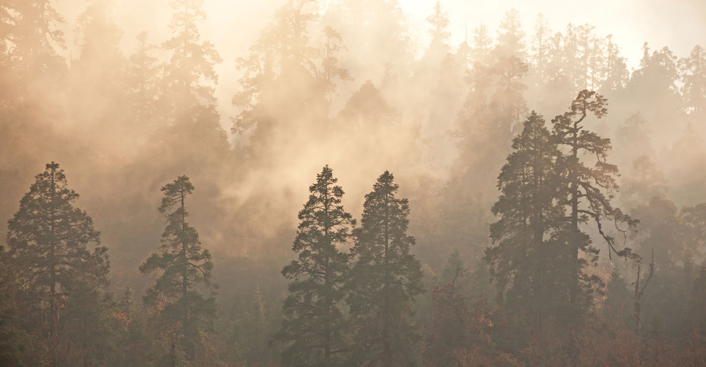 foggy_forest
