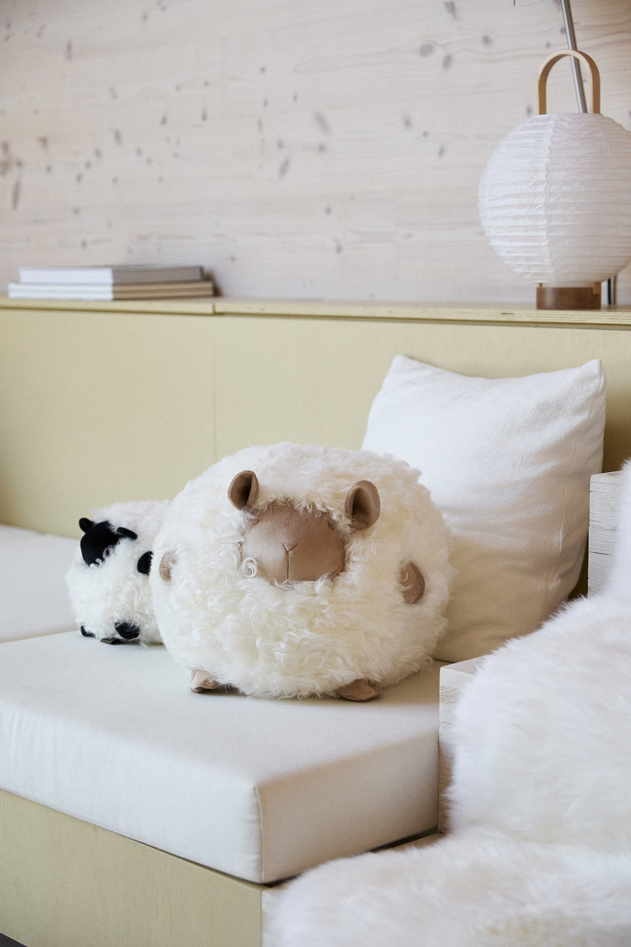 Cute sheep